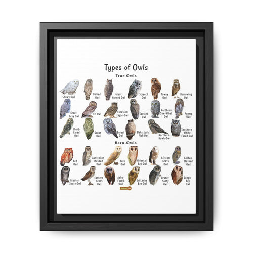 Types Of Owls Guide Poster, Different Owl Species Identification Vertical Poster