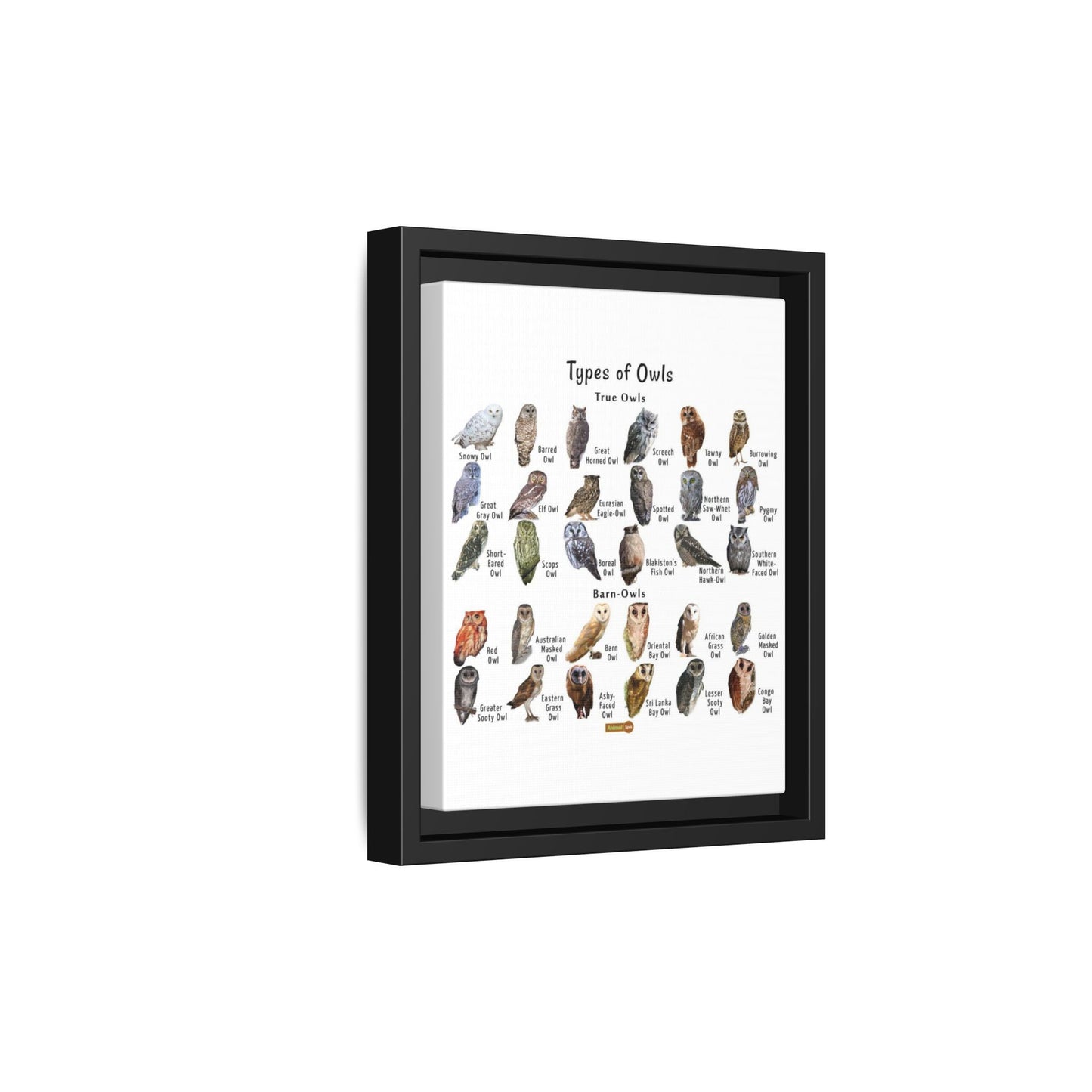 Types Of Owls Guide Poster, Different Owl Species Identification Vertical Poster
