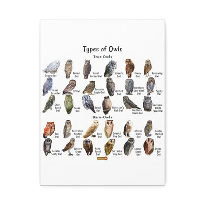 Types Of Owls Guide Poster, Different Owl Species Identification Vertical Poster
