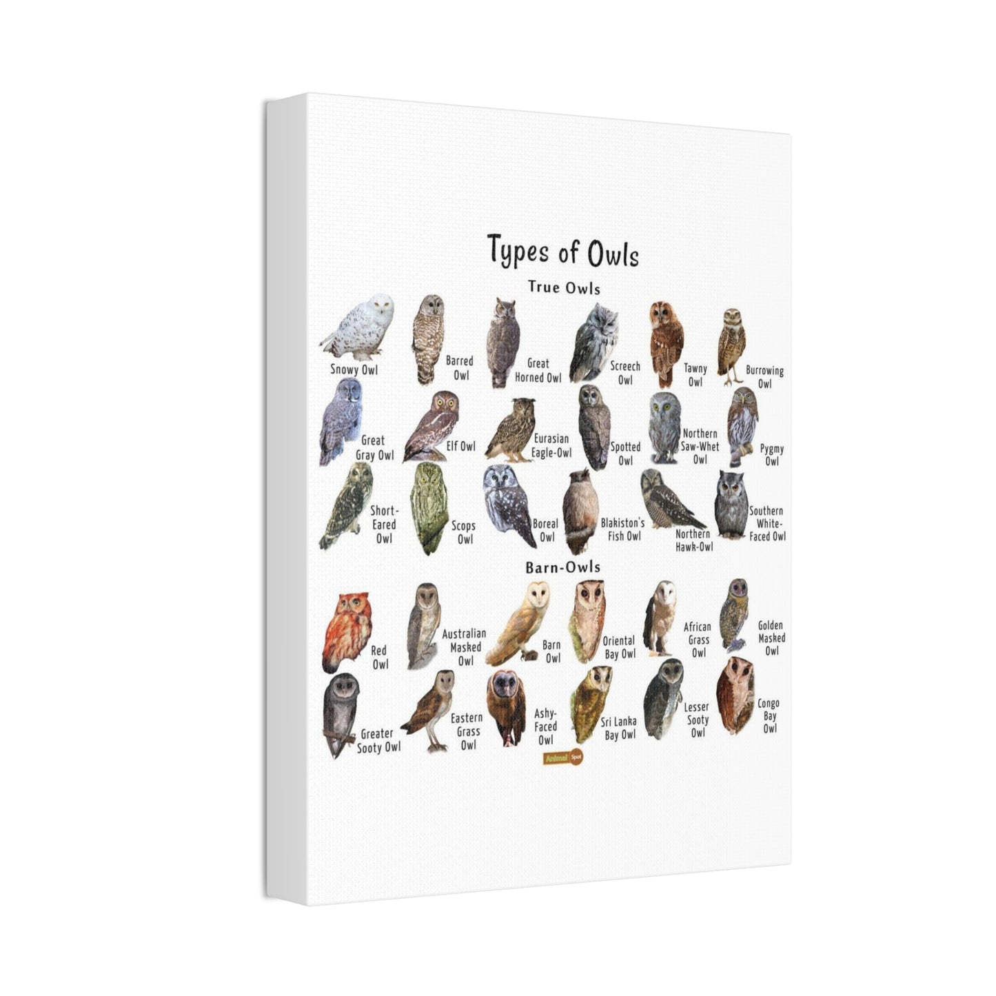 Types Of Owls Guide Poster, Different Owl Species Identification Vertical Poster