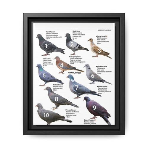 Types Of Pigeons Guide Poster, Different Pigeon Species Identification Vertical Poster