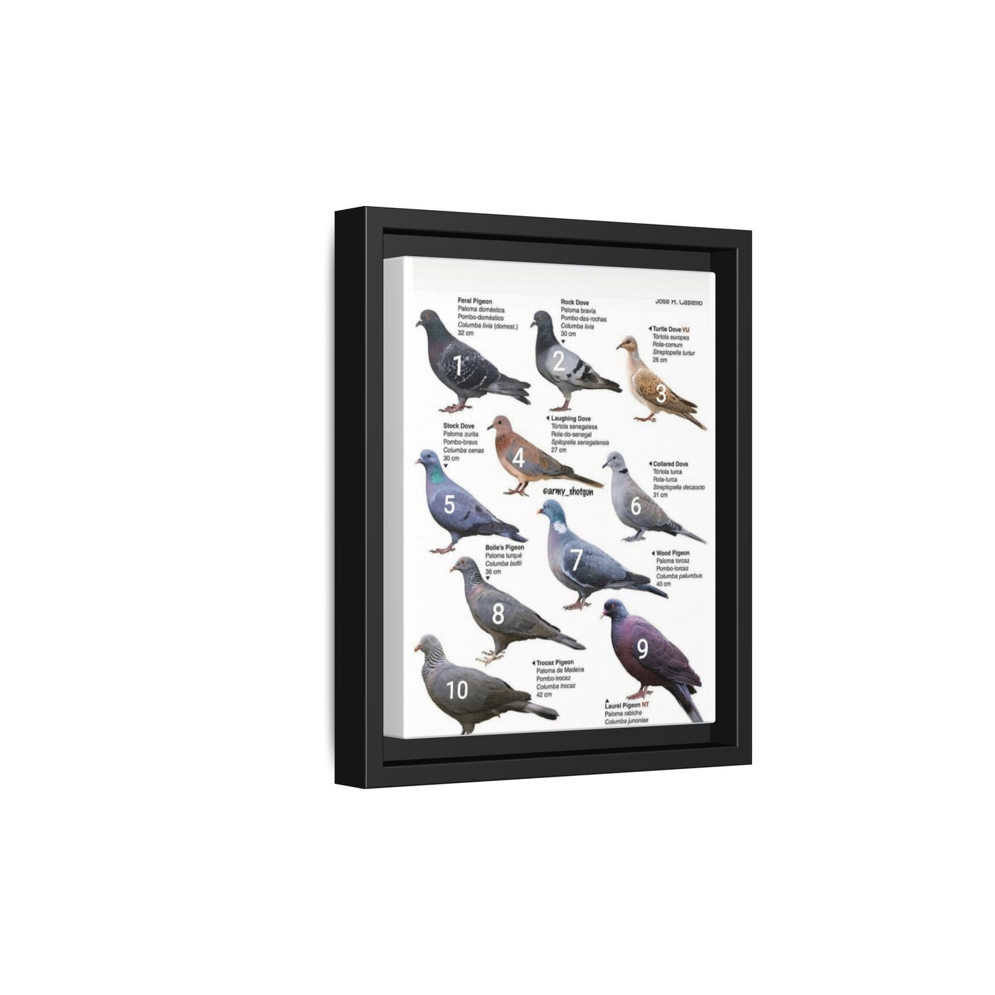 Types Of Pigeons Guide Poster, Different Pigeon Species Identification Vertical Poster