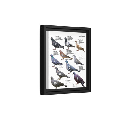Types Of Pigeons Guide Poster, Different Pigeon Species Identification Vertical Poster