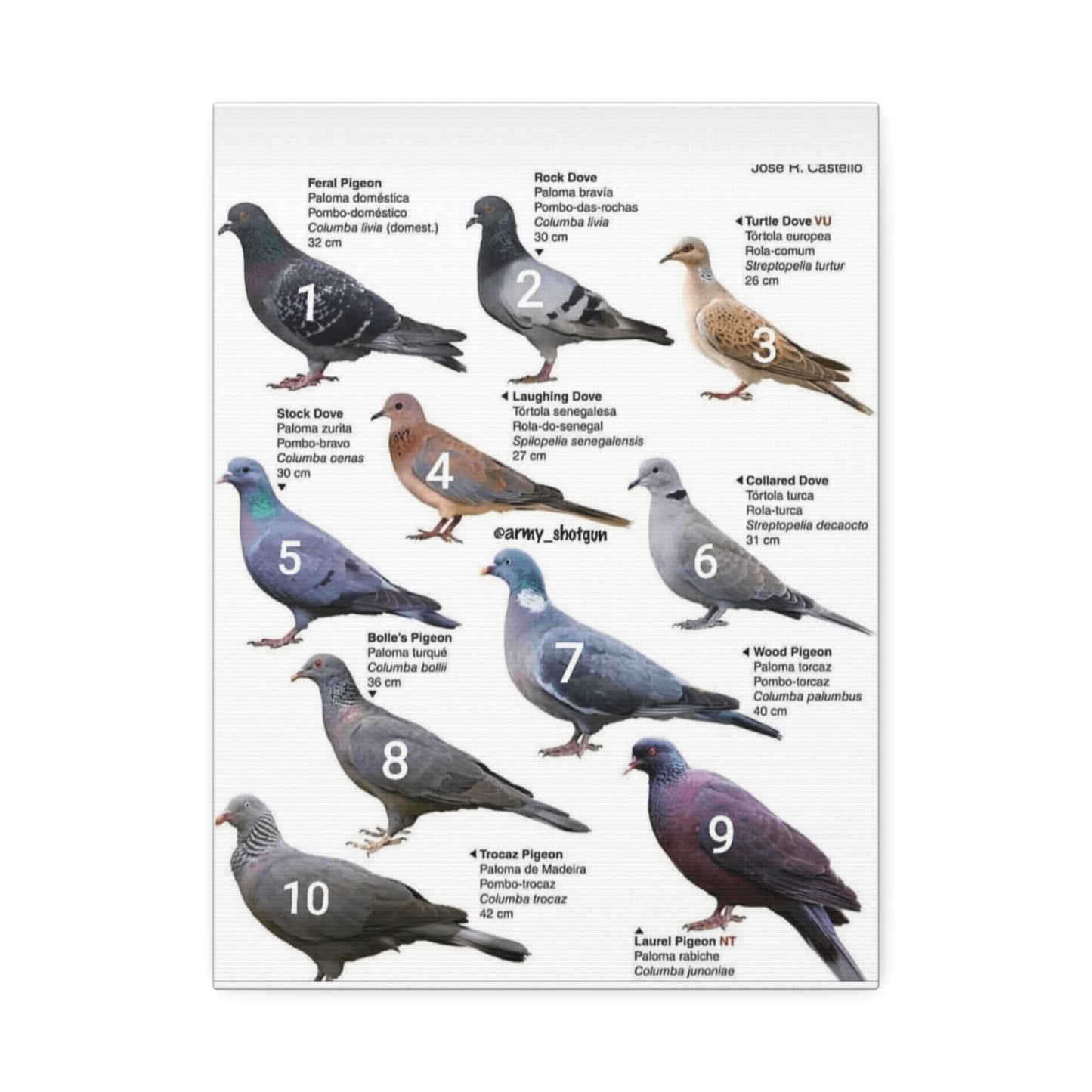 Types Of Pigeons Guide Poster, Different Pigeon Species Identification Vertical Poster