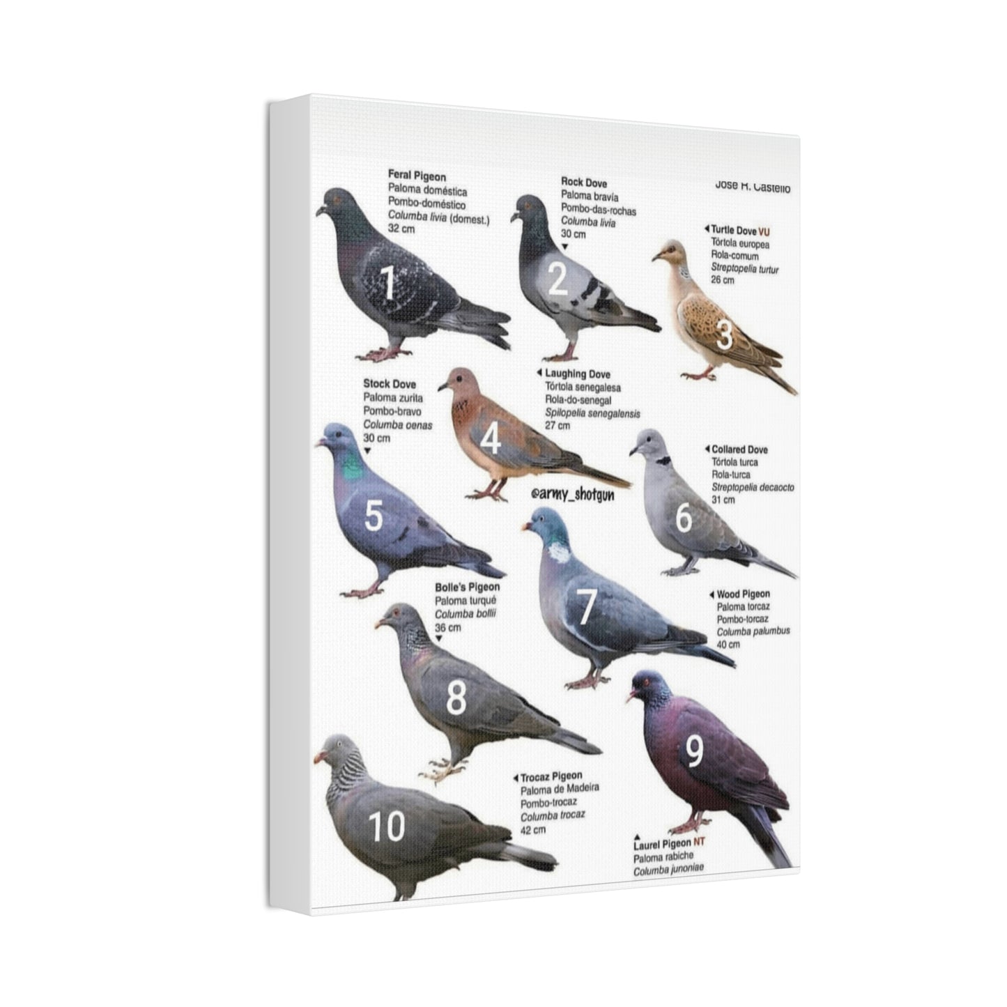 Types Of Pigeons Guide Poster, Different Pigeon Species Identification Vertical Poster