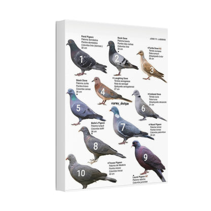 Types Of Pigeons Guide Poster, Different Pigeon Species Identification Vertical Poster
