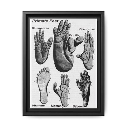 Types Of Primate Feet, Primate Anatomy Comparison Poster, Animal Biology Guide Vertical Poster