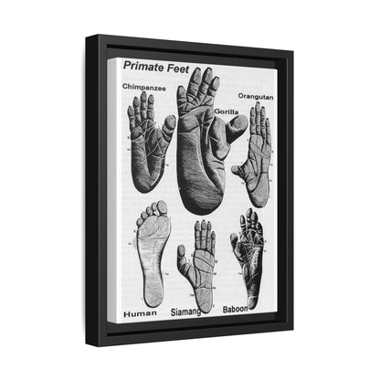 Types Of Primate Feet, Primate Anatomy Comparison Poster, Animal Biology Guide Vertical Poster