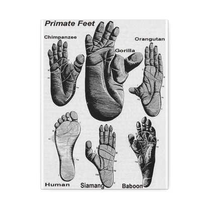 Types Of Primate Feet, Primate Anatomy Comparison Poster, Animal Biology Guide Vertical Poster