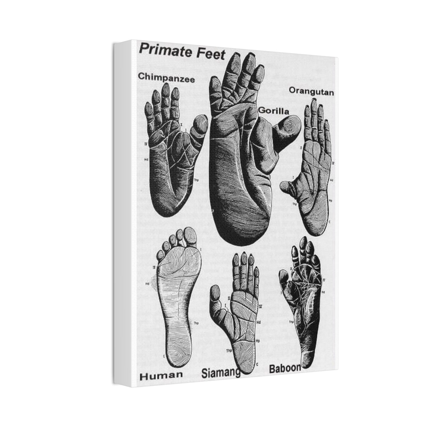 Types Of Primate Feet, Primate Anatomy Comparison Poster, Animal Biology Guide Vertical Poster