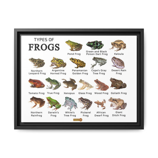 Types of Frogs Poster, Frog Species Identification Chart Educational Wall Art Canvas Print