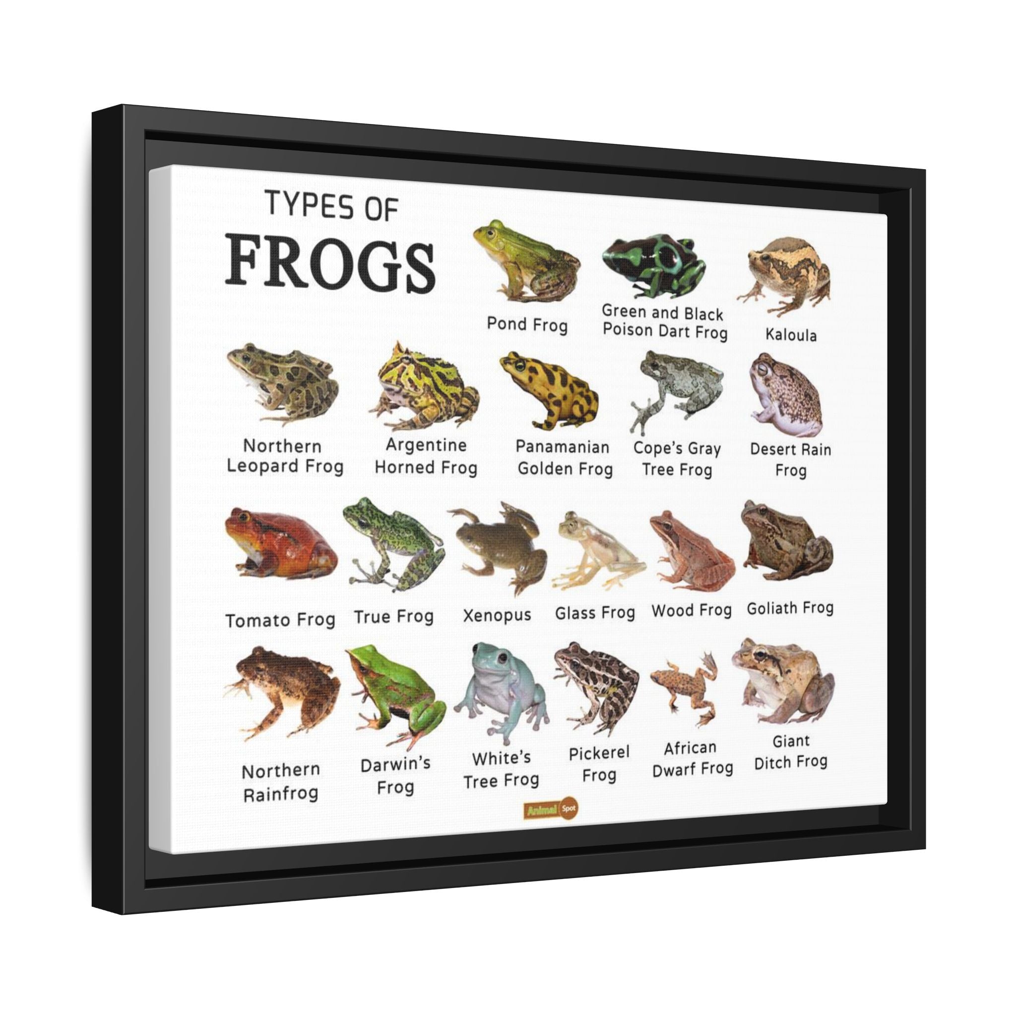 Types of Frogs Poster, Frog Species Identification Chart Educational Wall Art Canvas Print