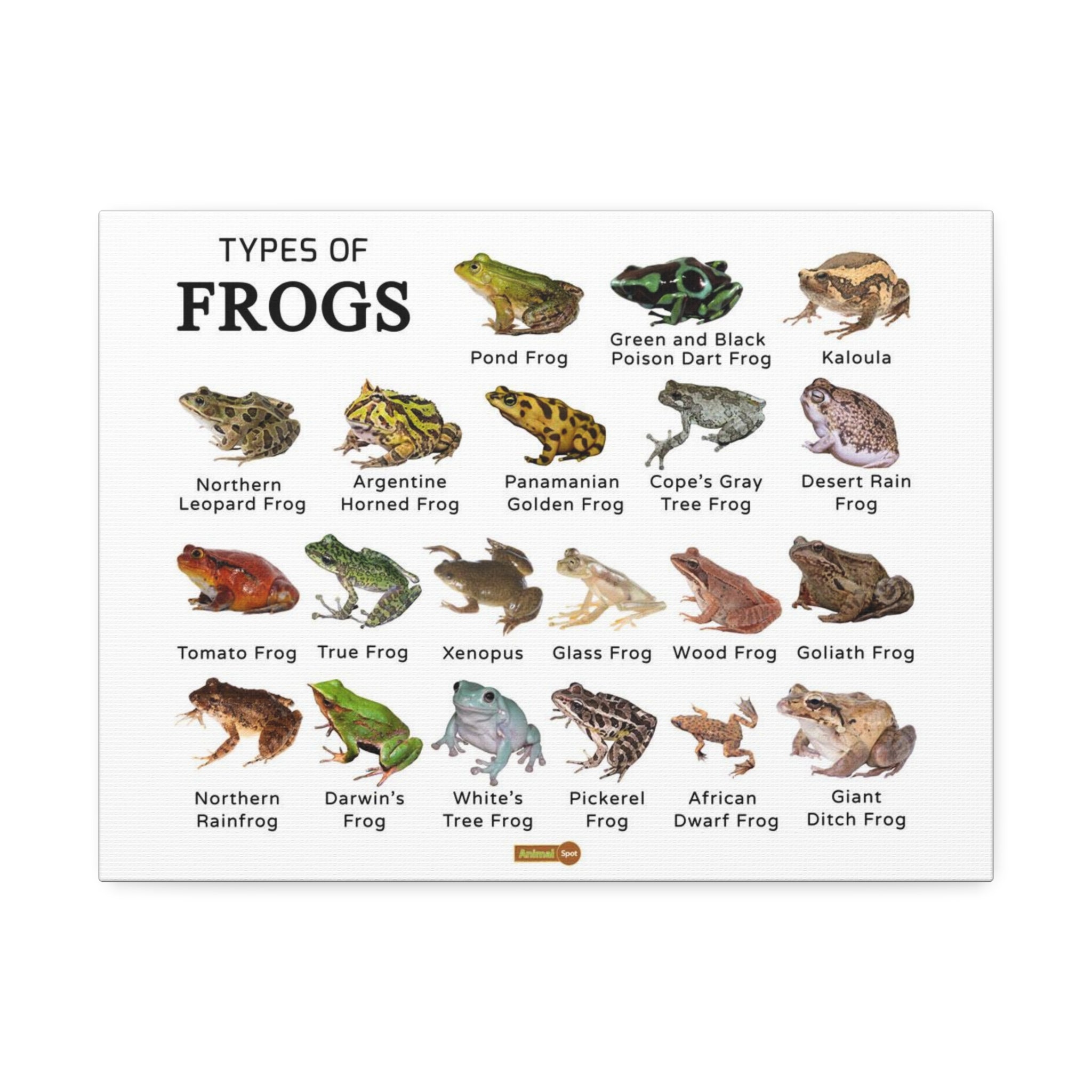 Types of Frogs Poster, Frog Species Identification Chart Educational Wall Art Canvas Print