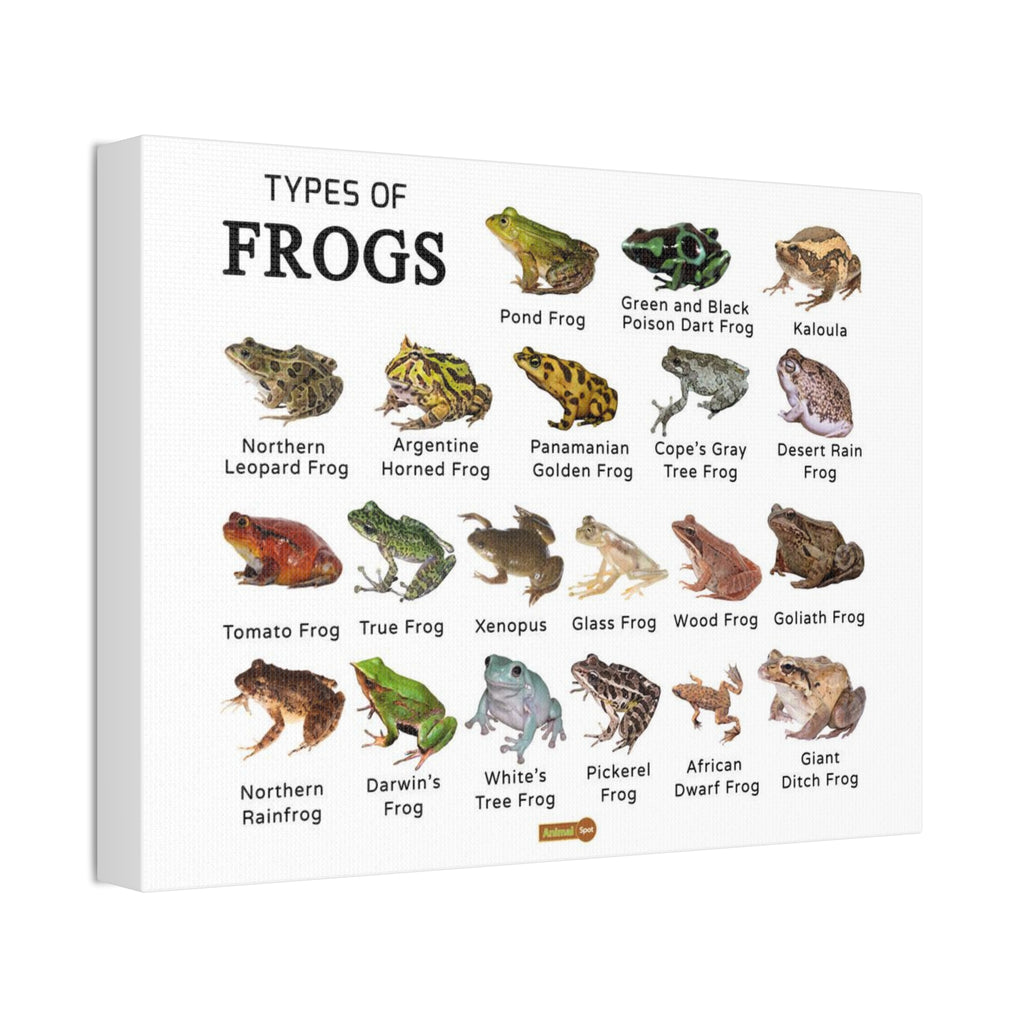 Types of Frogs Poster, Frog Species Identification Chart Educational Wall Art Canvas Print