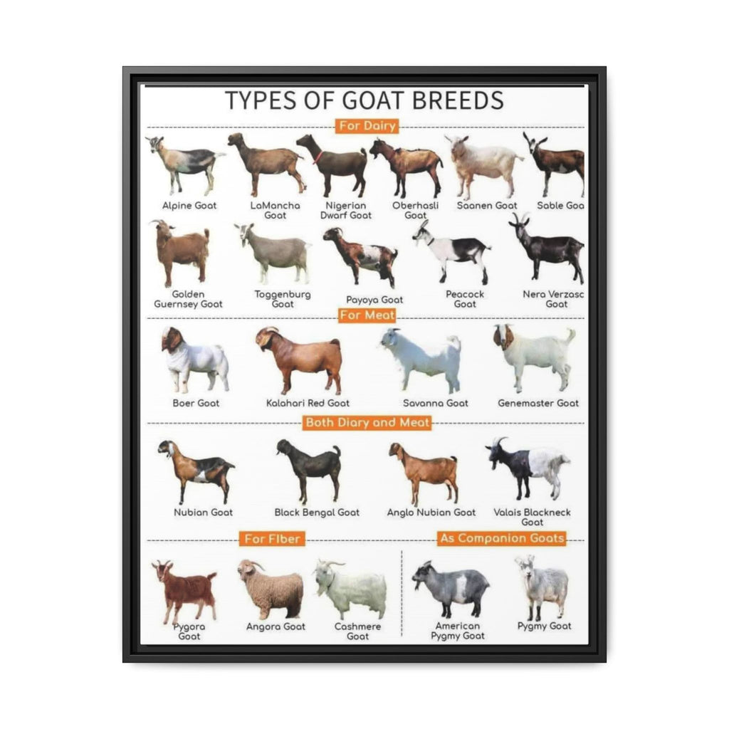 Types of Goat Breeds Poster, Dairy Meat Fiber and Companion Goats Chart, Goat Breeds Identification Guide Canvas Print