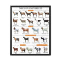 Types of Goat Breeds Poster, Dairy Meat Fiber and Companion Goats Chart, Goat Breeds Identification Guide Canvas Print