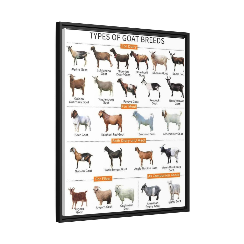 Types of Goat Breeds Poster, Dairy Meat Fiber and Companion Goats Chart, Goat Breeds Identification Guide Canvas Print