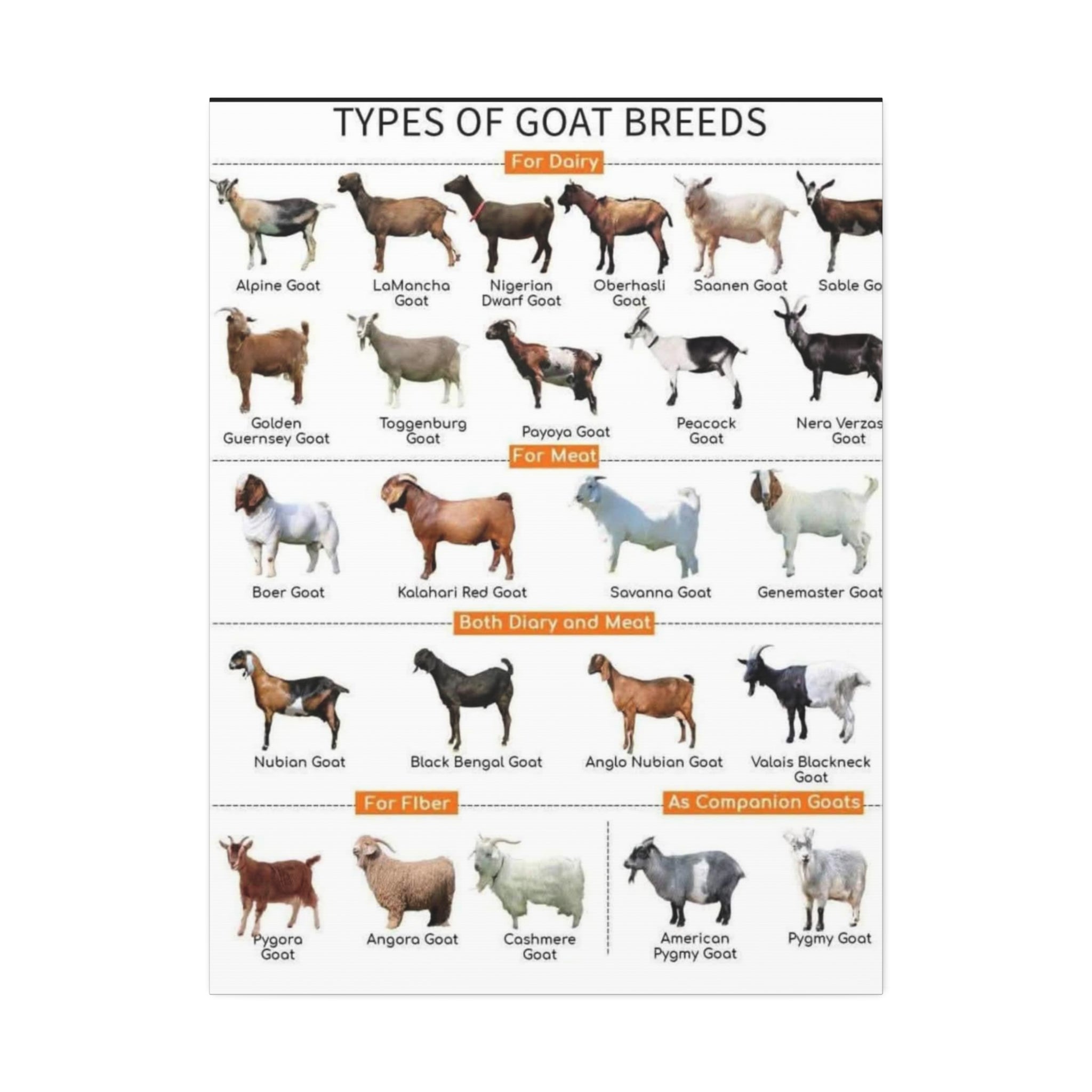 Types of Goat Breeds Poster, Dairy Meat Fiber and Companion Goats Chart, Goat Breeds Identification Guide Canvas Print