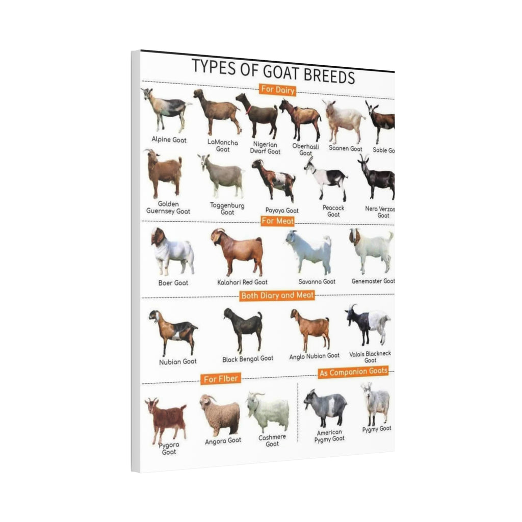 Types of Goat Breeds Poster, Dairy Meat Fiber and Companion Goats Chart, Goat Breeds Identification Guide Canvas Print