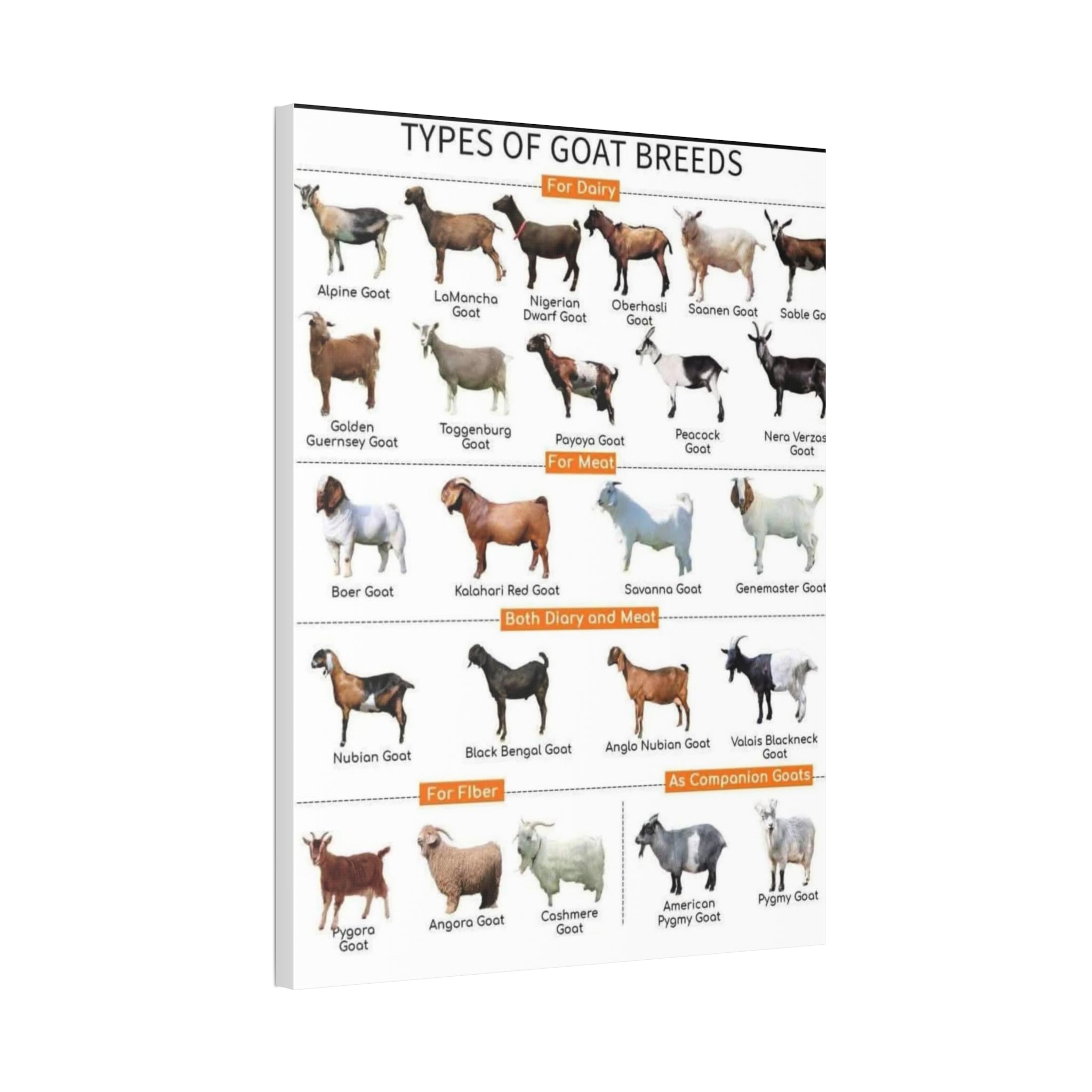 Types of Goat Breeds Poster, Dairy Meat Fiber and Companion Goats Chart, Goat Breeds Identification Guide Canvas Print