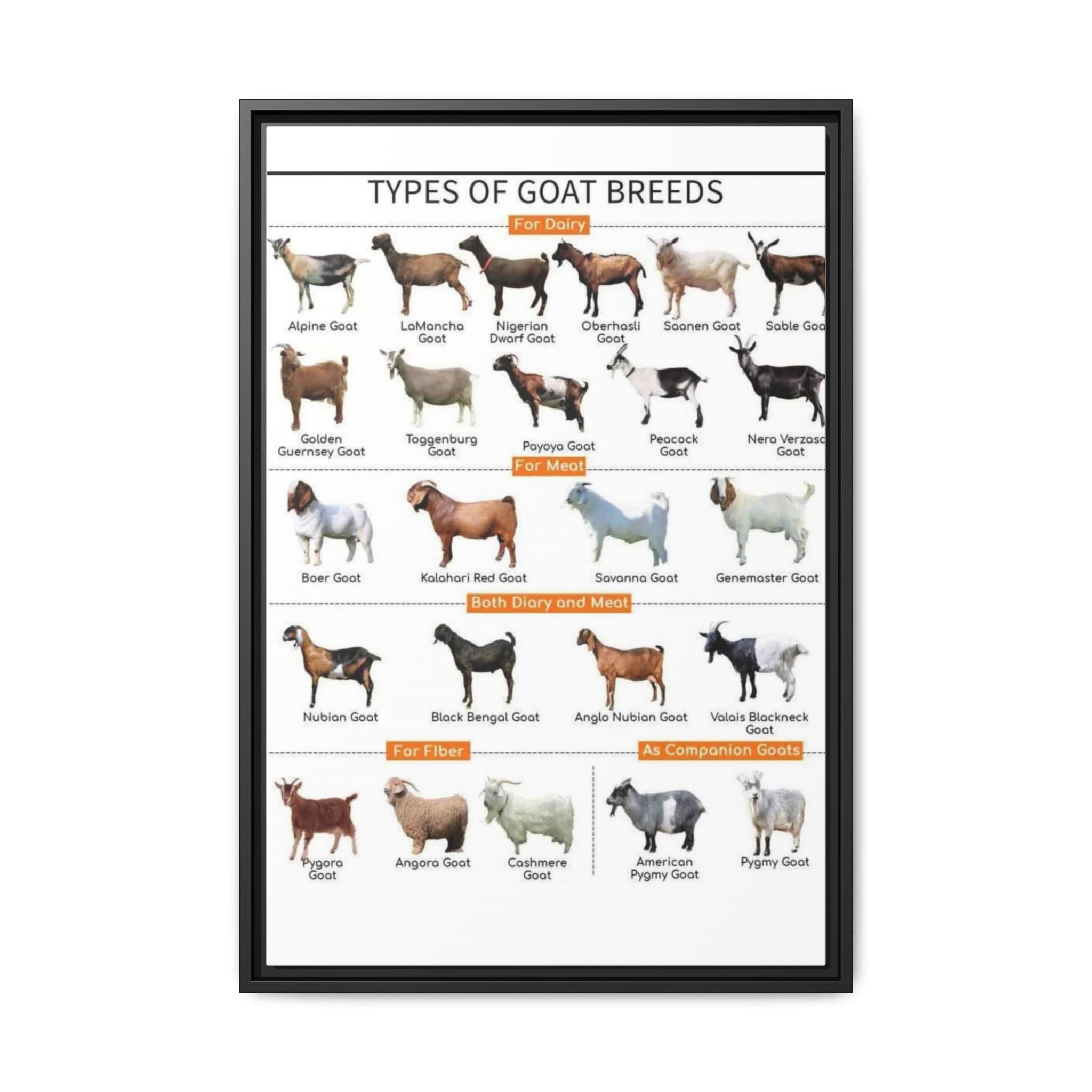 Types of Goat Breeds Vertical Poster and Canvas