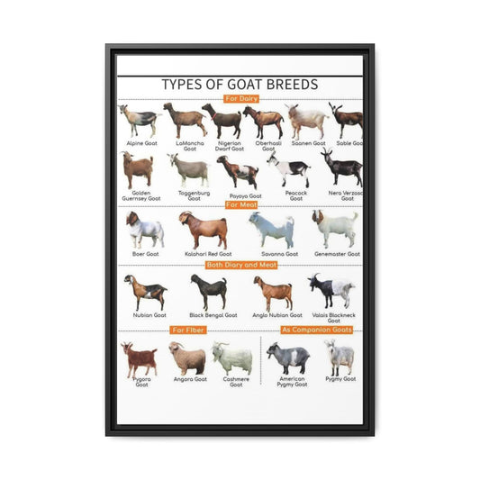 Types of Goat Breeds Vertical Poster and Canvas