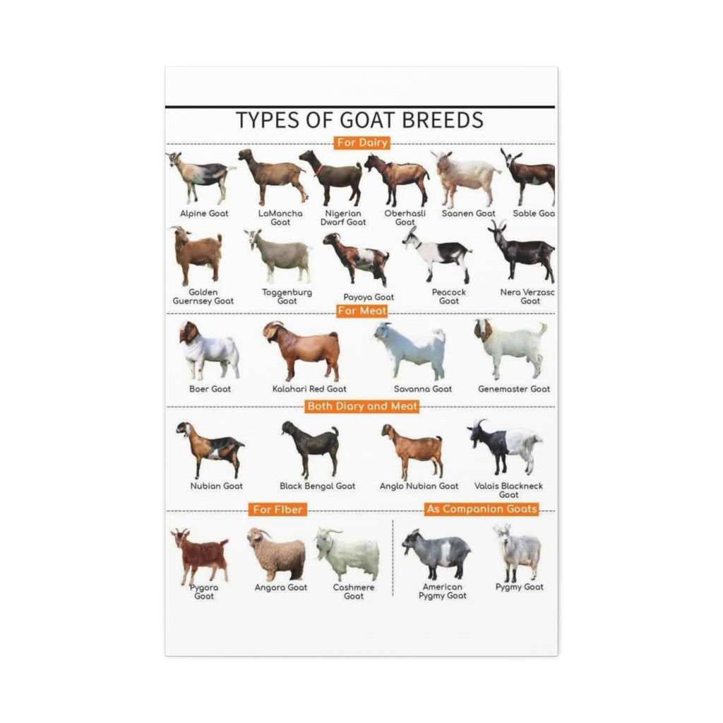 Types of Goat Breeds Vertical Poster and Canvas