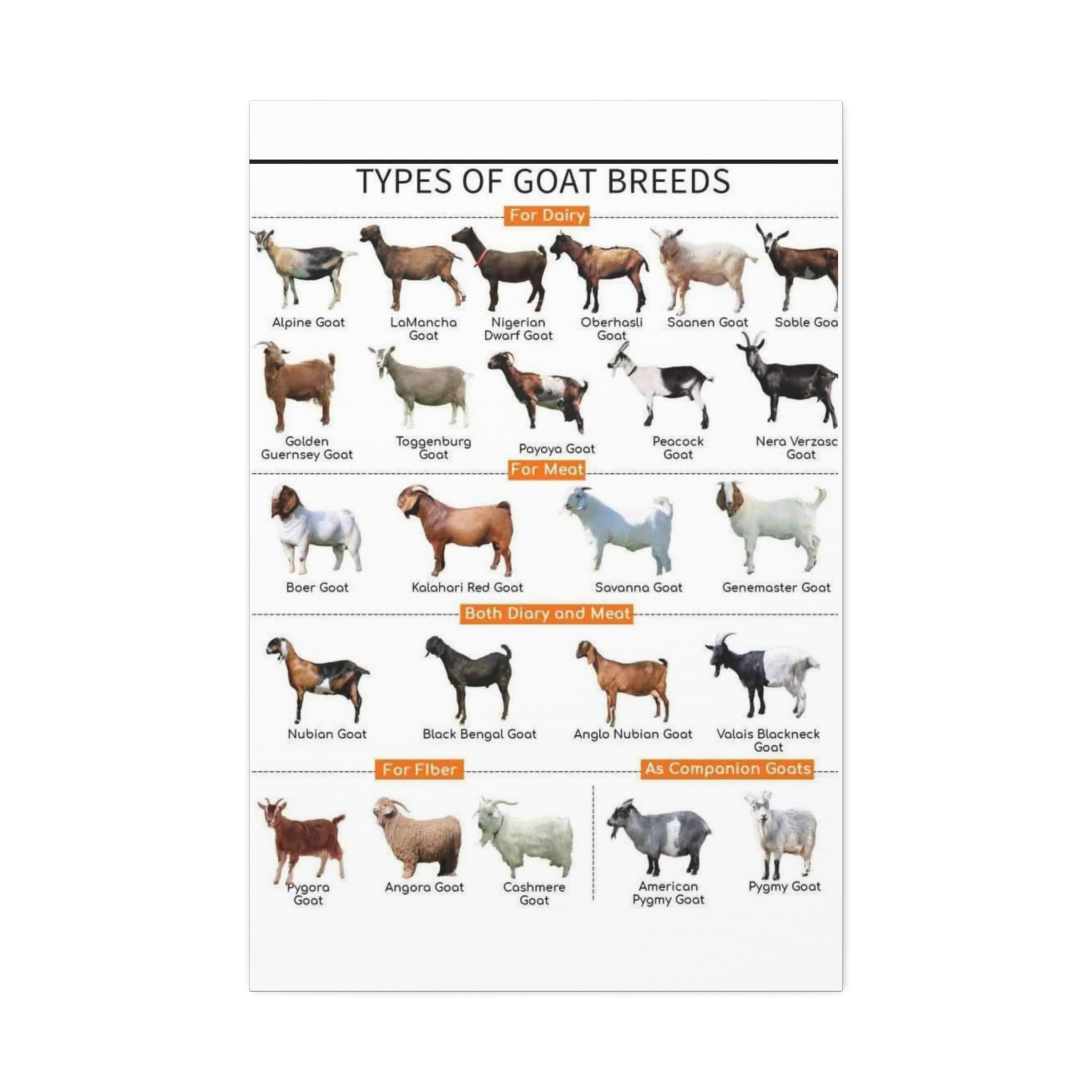 Types of Goat Breeds Vertical Poster and Canvas