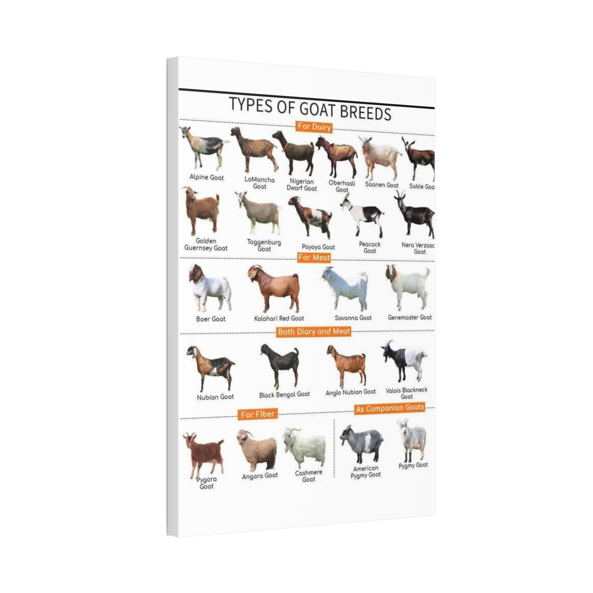 Types of Goat Breeds Vertical Poster and Canvas