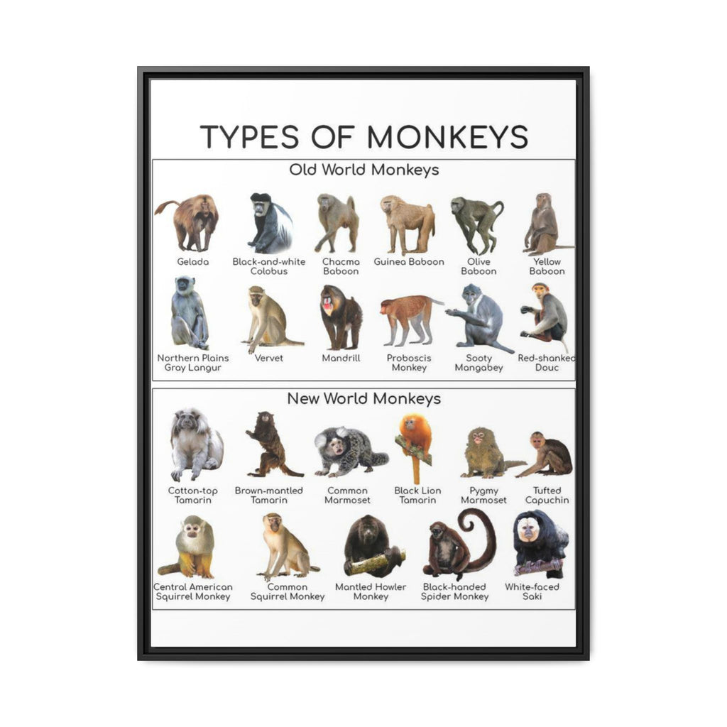 Types of Monkeys Poster, Old World and New World Monkeys Identification Chart, Monkey Species Educational Wall Art, Primate Reference Print, Wildlife Classroom Decor, Animal Lover Gift