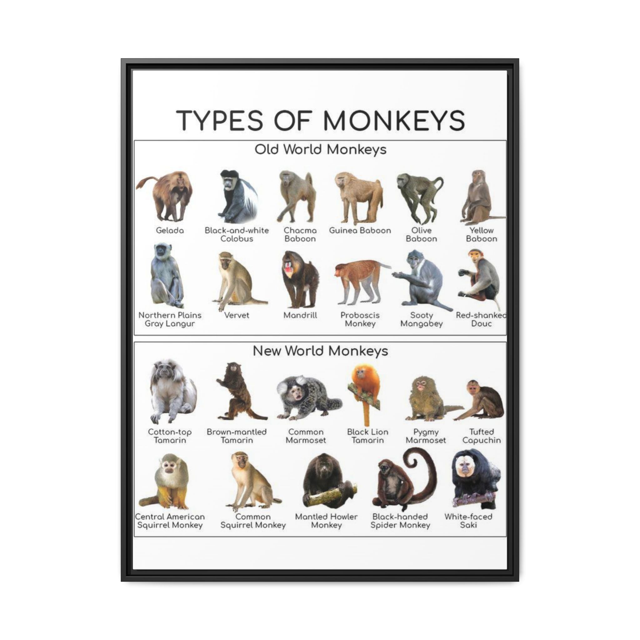 Types of Monkeys Poster, Old World and New World Monkeys Identification Chart, Monkey Species Educational Wall Art, Primate Reference Print, Wildlife Classroom Decor, Animal Lover Gift