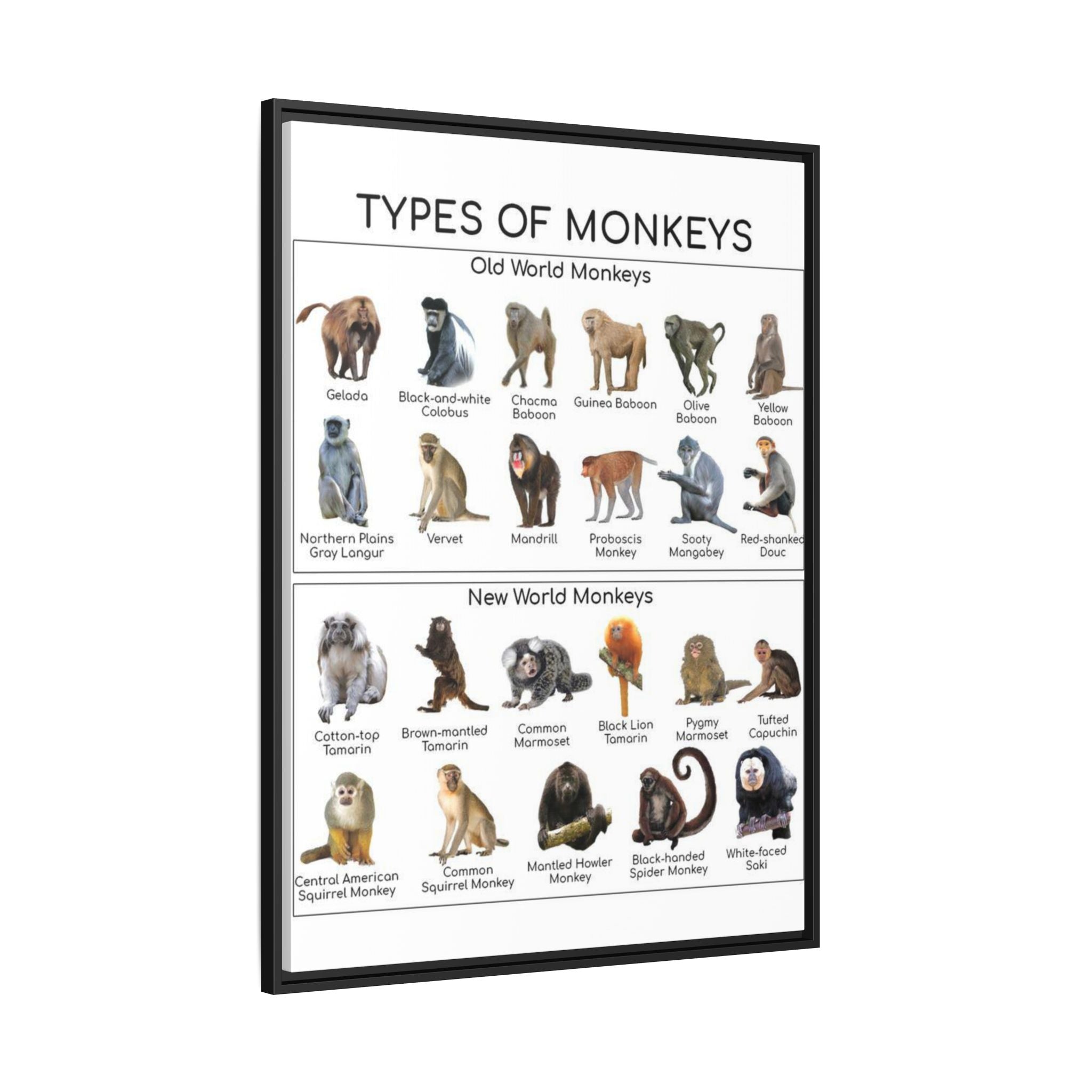 Types of Monkeys Poster, Old World and New World Monkeys Identification Chart, Monkey Species Educational Wall Art, Primate Reference Print, Wildlife Classroom Decor, Animal Lover Gift