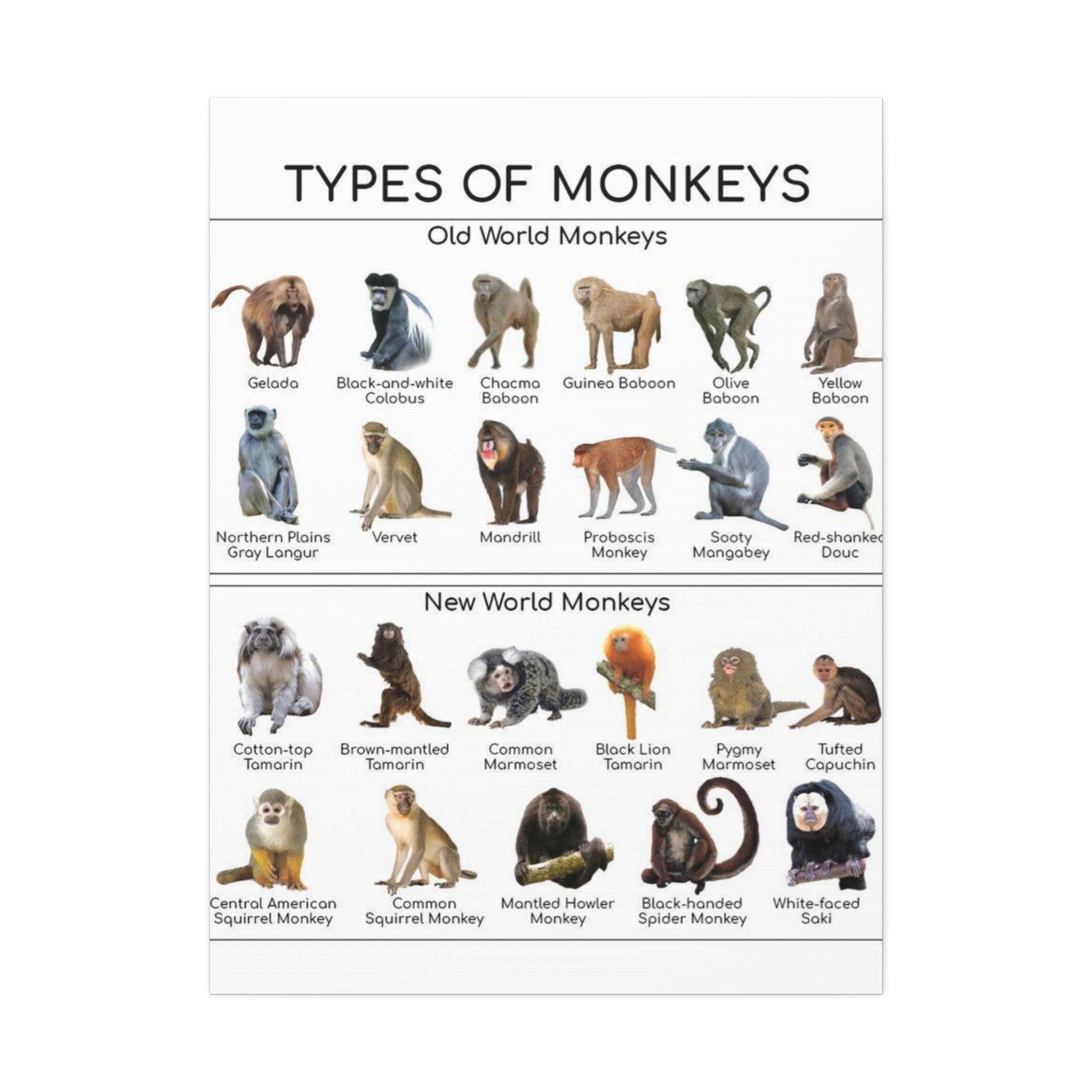 Types of Monkeys Poster, Old World and New World Monkeys Identification Chart, Monkey Species Educational Wall Art, Primate Reference Print, Wildlife Classroom Decor, Animal Lover Gift