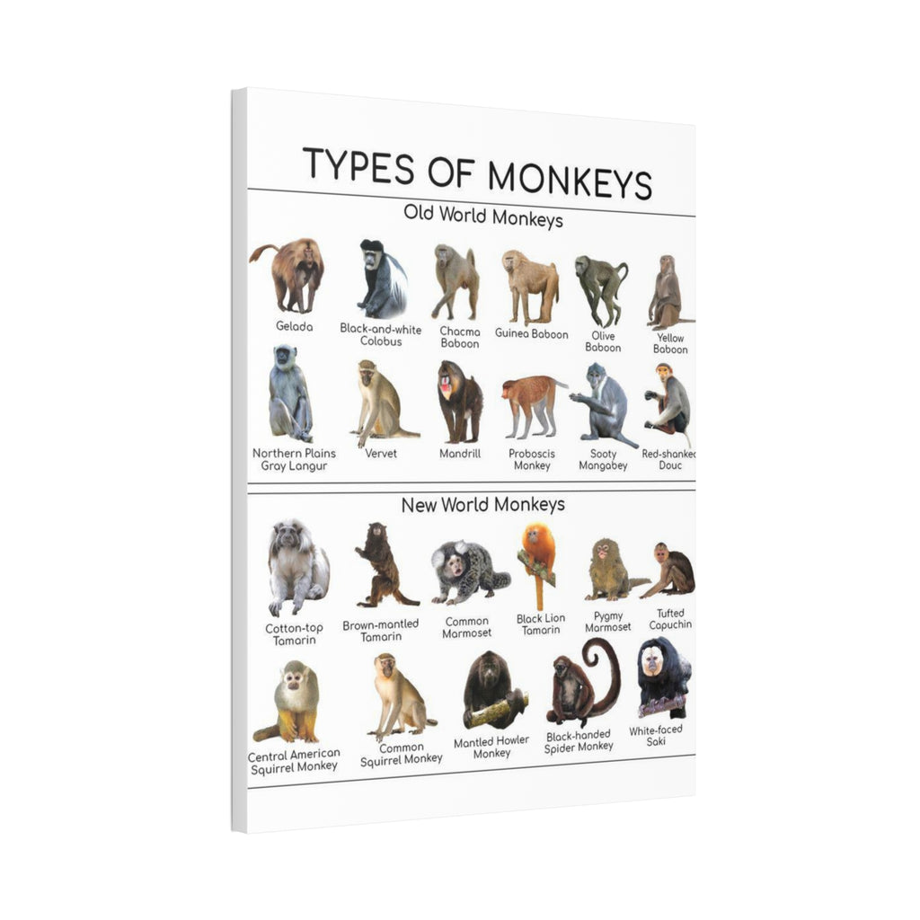 Types of Monkeys Poster, Old World and New World Monkeys Identification Chart, Monkey Species Educational Wall Art, Primate Reference Print, Wildlife Classroom Decor, Animal Lover Gift