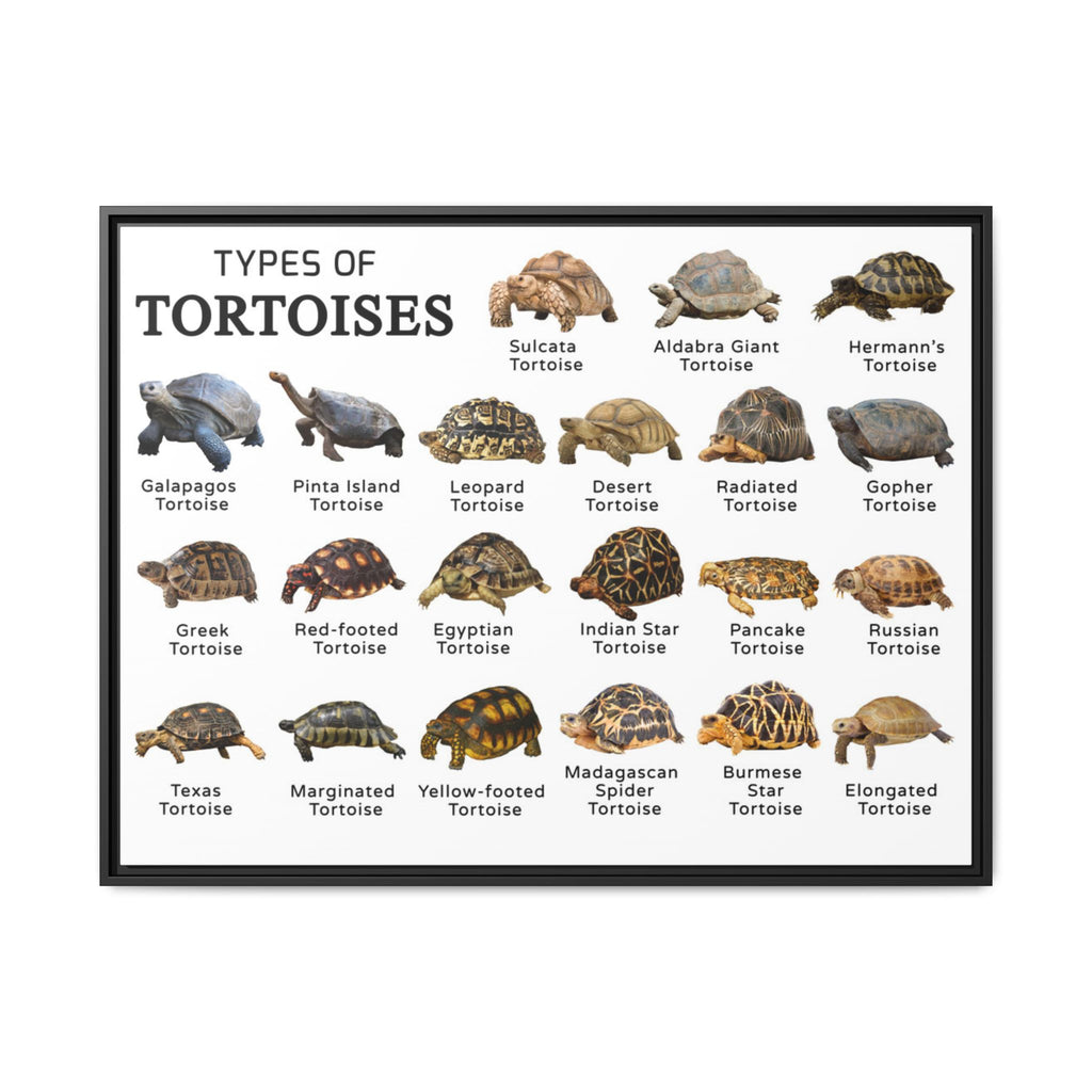 Types of Tortoises Poster, Tortoise Species Identification Chart, Land Tortoise Breeds Guide, Reptile Educational Canvas Print