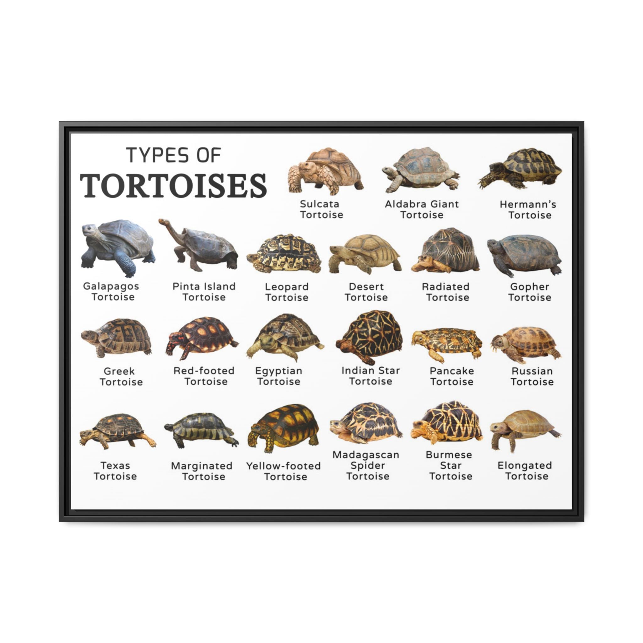Types of Tortoises Poster, Tortoise Species Identification Chart, Land Tortoise Breeds Guide, Reptile Educational Canvas Print