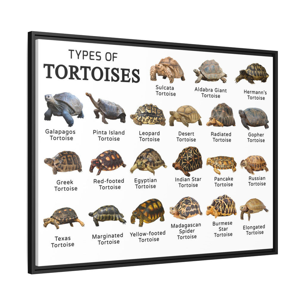 Types of Tortoises Poster, Tortoise Species Identification Chart, Land Tortoise Breeds Guide, Reptile Educational Canvas Print