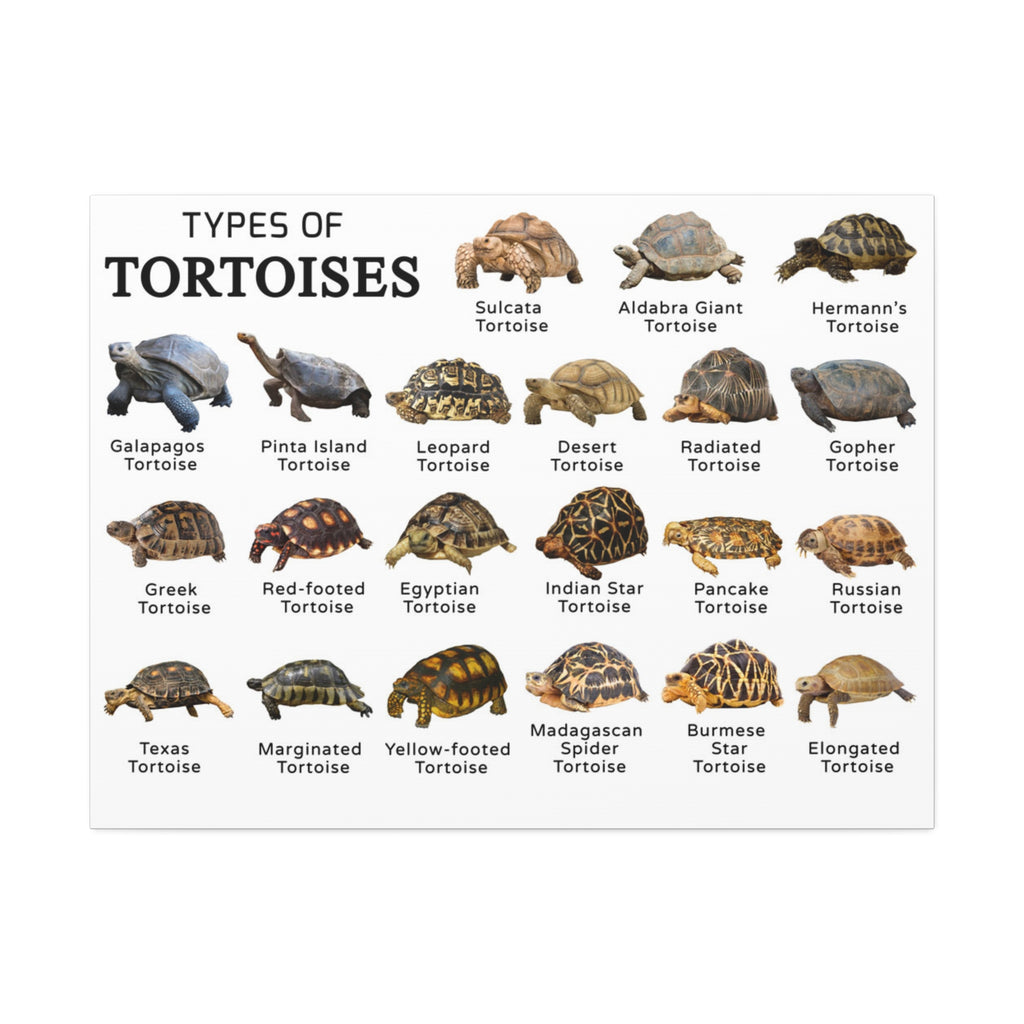 Types of Tortoises Poster, Tortoise Species Identification Chart, Land Tortoise Breeds Guide, Reptile Educational Canvas Print