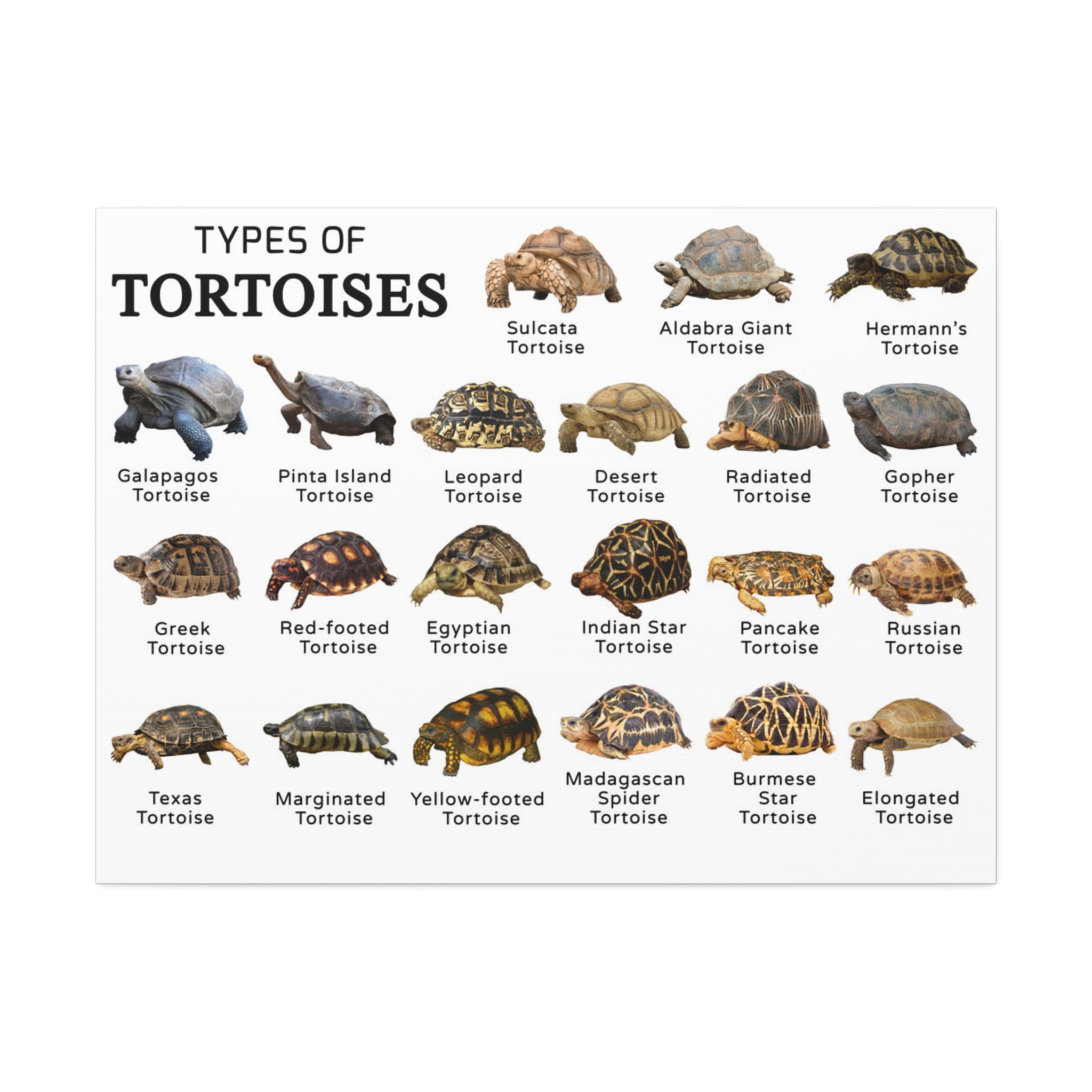 Types of Tortoises Poster, Tortoise Species Identification Chart, Land Tortoise Breeds Guide, Reptile Educational Canvas Print