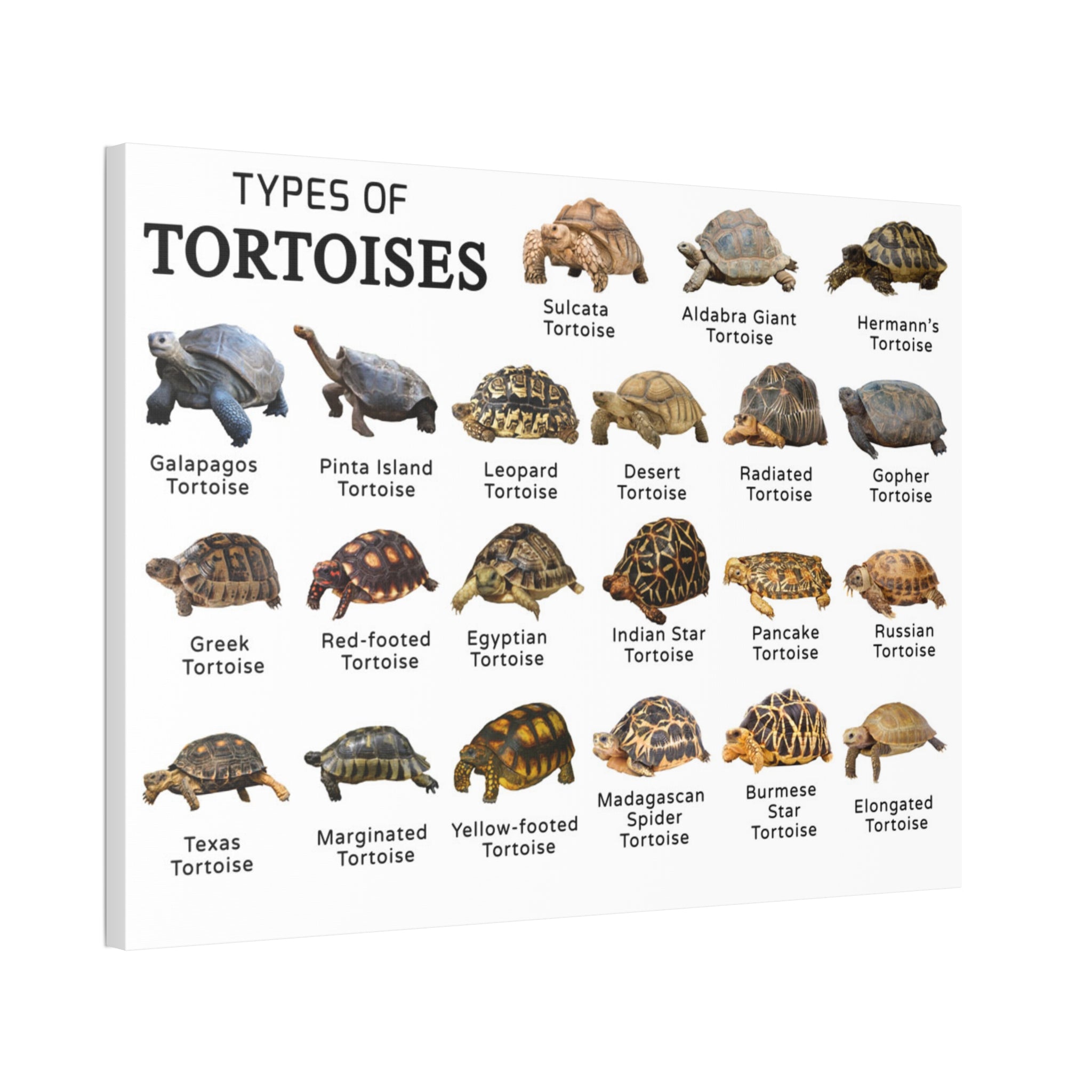 Types of Tortoises Poster, Tortoise Species Identification Chart, Land Tortoise Breeds Guide, Reptile Educational Canvas Print