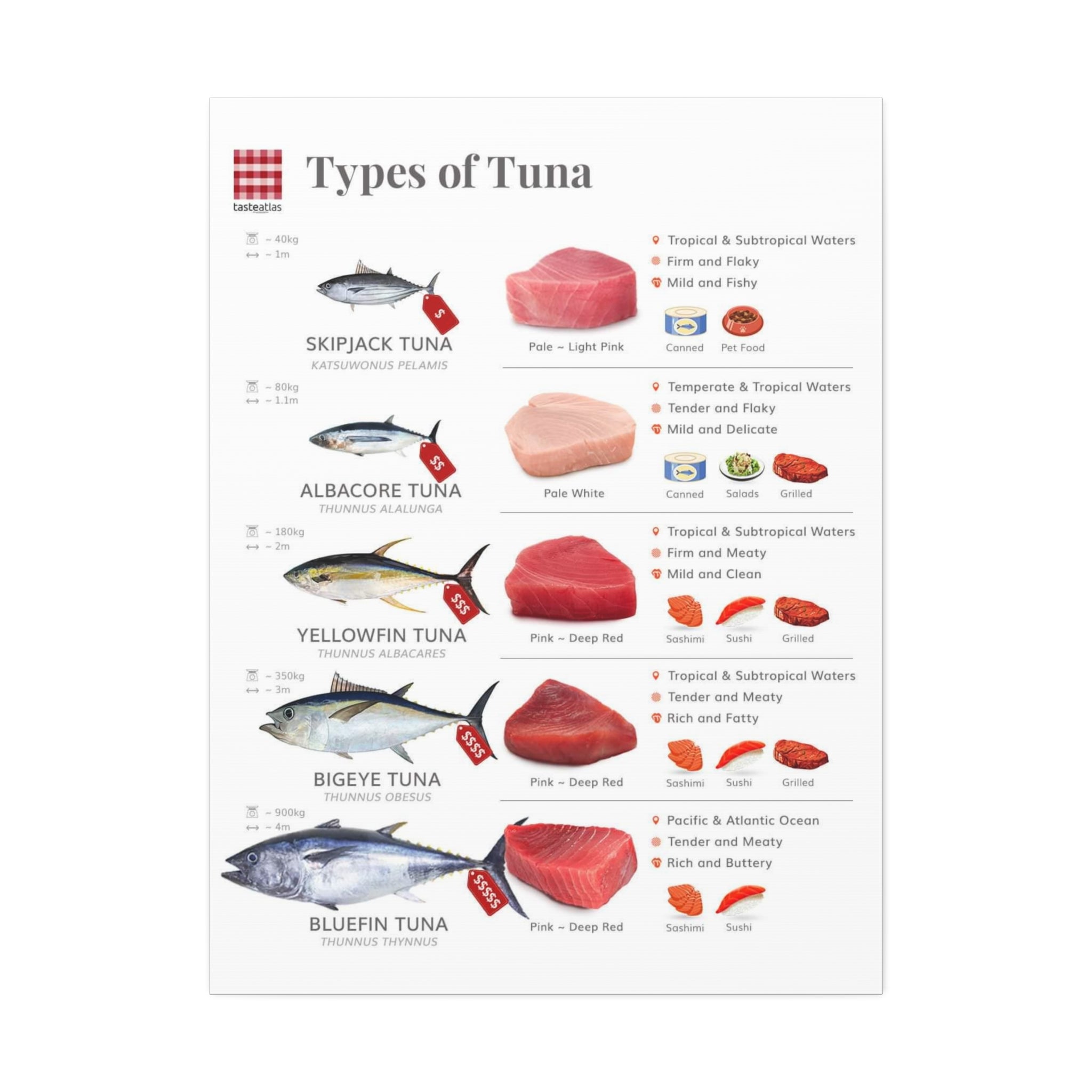 Types of Tuna Poster, Tuna Species Comparison Chart, Seafood Identification Kitchen Wall Art Canvas Print