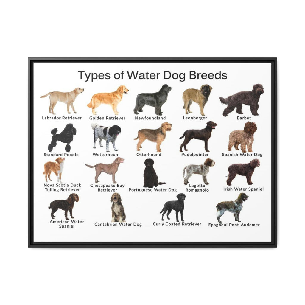 Types of Water Dog Breeds Poster, Water Dog Breeds Identification Chart, Aquatic Working Dogs Educational Wall Art, Retriever and Spaniel Breed Guide, Dog Lover Gift, Canine Reference Print