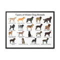 Types of Water Dog Breeds Poster, Water Dog Breeds Identification Chart, Aquatic Working Dogs Educational Wall Art, Retriever and Spaniel Breed Guide, Dog Lover Gift, Canine Reference Print