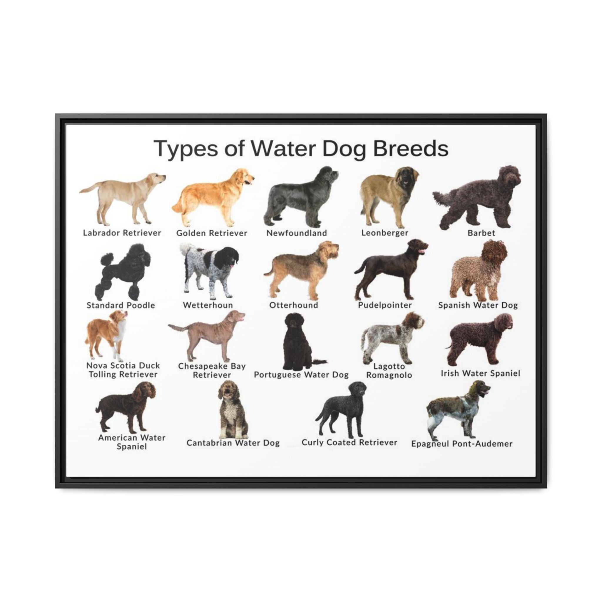Types of Water Dog Breeds Poster, Water Dog Breeds Identification Chart, Aquatic Working Dogs Educational Wall Art, Retriever and Spaniel Breed Guide, Dog Lover Gift, Canine Reference Print