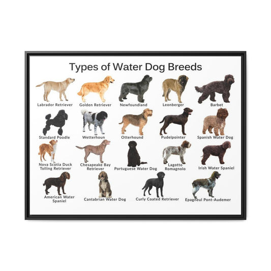 Types of Water Dog Breeds Poster, Water Dog Breeds Identification Chart, Aquatic Working Dogs Educational Wall Art, Retriever and Spaniel Breed Guide, Dog Lover Gift, Canine Reference Print