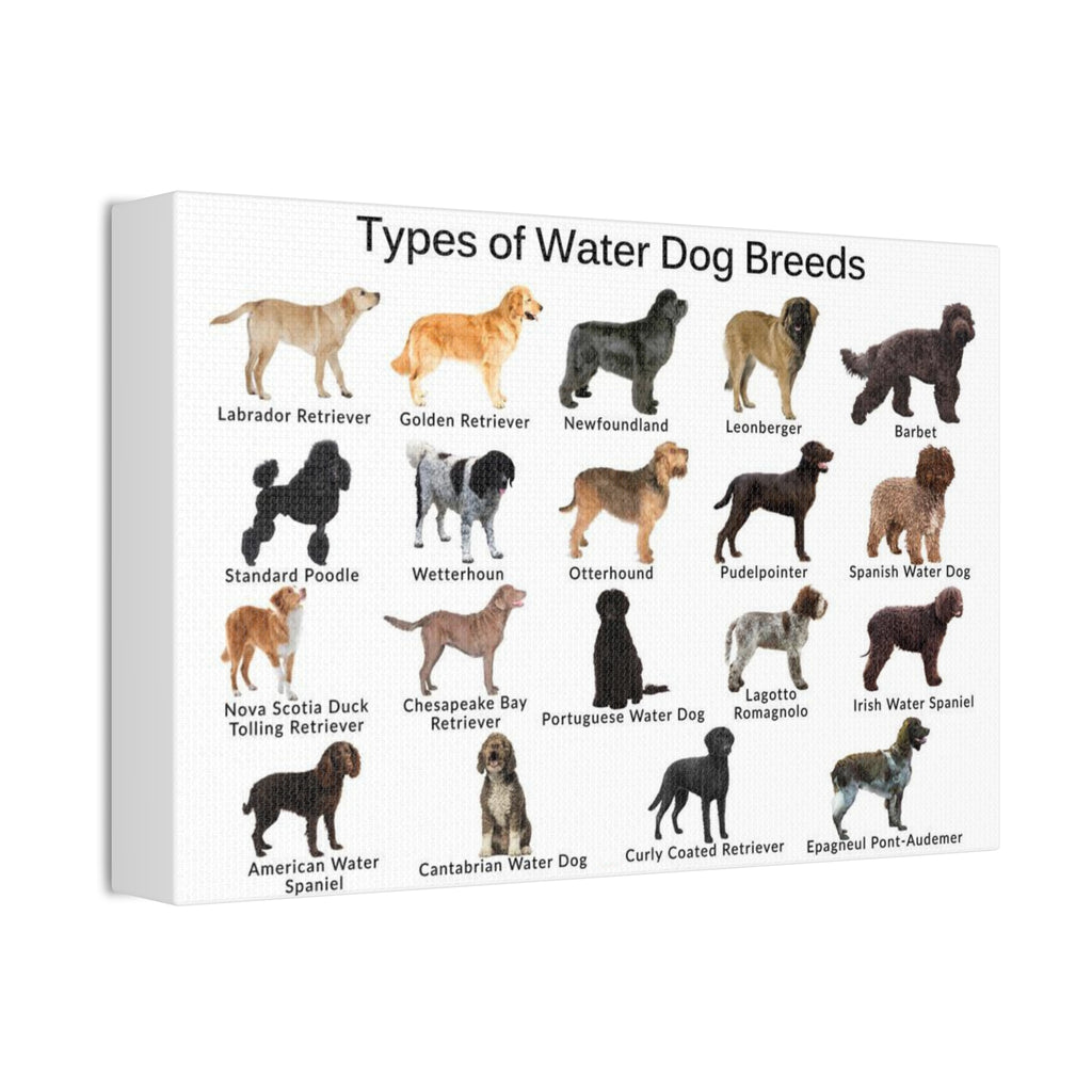 Types of Water Dog Breeds Poster, Water Dog Breeds Identification Chart, Aquatic Working Dogs Educational Wall Art, Retriever and Spaniel Breed Guide, Dog Lover Gift, Canine Reference Print