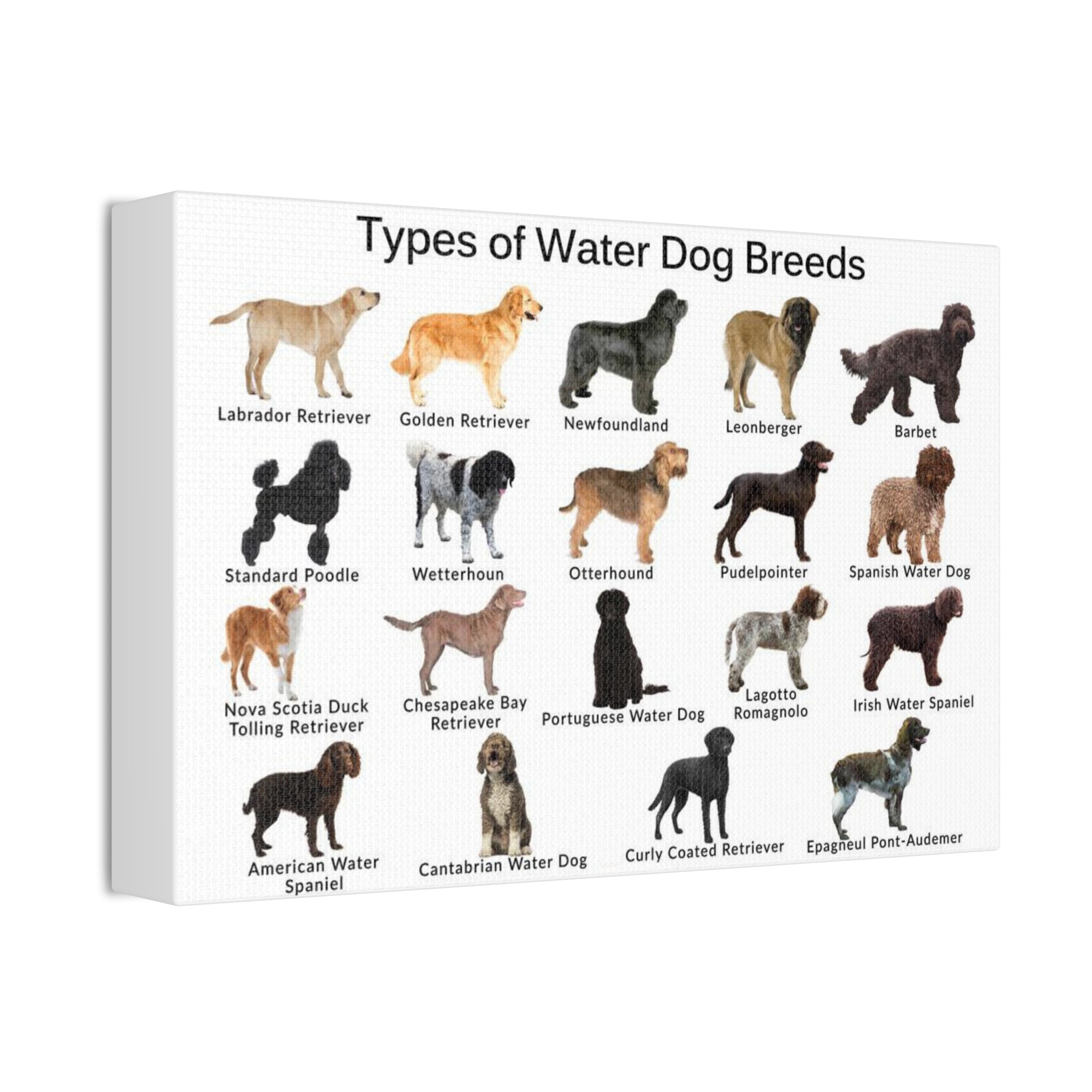 Types of Water Dog Breeds Poster, Water Dog Breeds Identification Chart, Aquatic Working Dogs Educational Wall Art, Retriever and Spaniel Breed Guide, Dog Lover Gift, Canine Reference Print