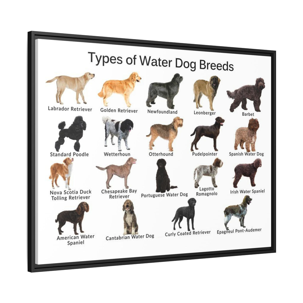 Types of Water Dog Breeds Poster, Water Dog Breeds Identification Chart, Aquatic Working Dogs Educational Wall Art, Retriever and Spaniel Breed Guide, Dog Lover Gift, Canine Reference Print