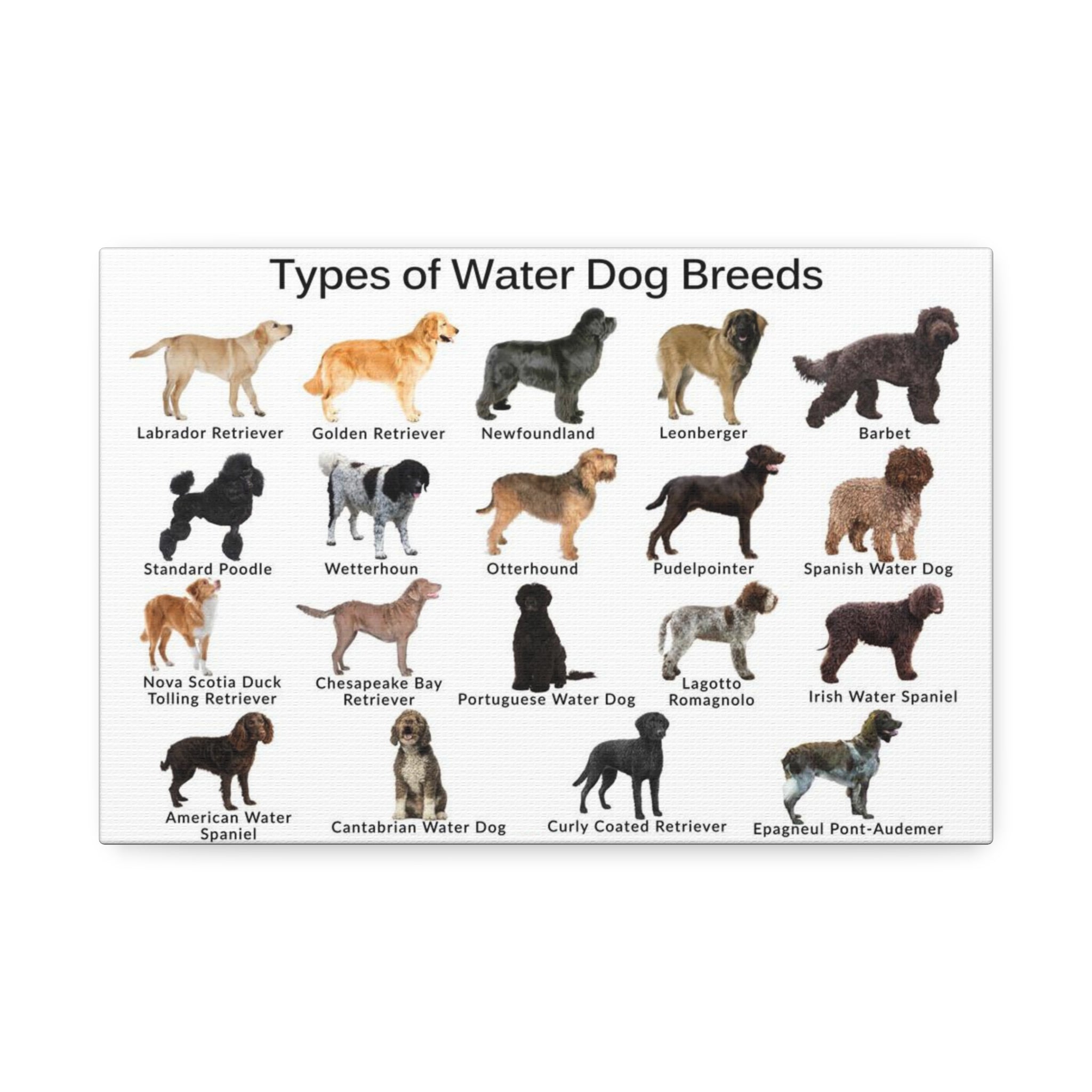 Types of Water Dog Breeds Poster, Water Dog Breeds Identification Chart, Aquatic Working Dogs Educational Wall Art, Retriever and Spaniel Breed Guide, Dog Lover Gift, Canine Reference Print