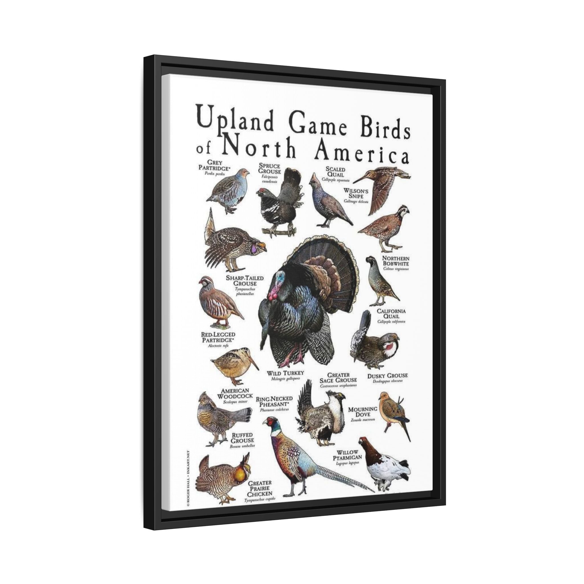 Upland Game Birds of North America Poster, North American Game Bird Identification Chart, Grouse Quail Pheasant Turkey Educational Wall Art, Hunting Bird Field Guide Print, Wildlife Decor